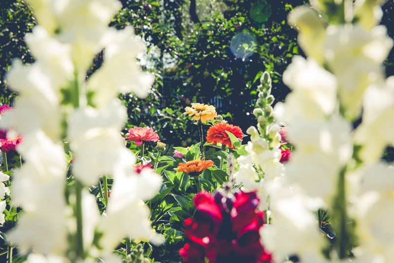 Blumen im Garten