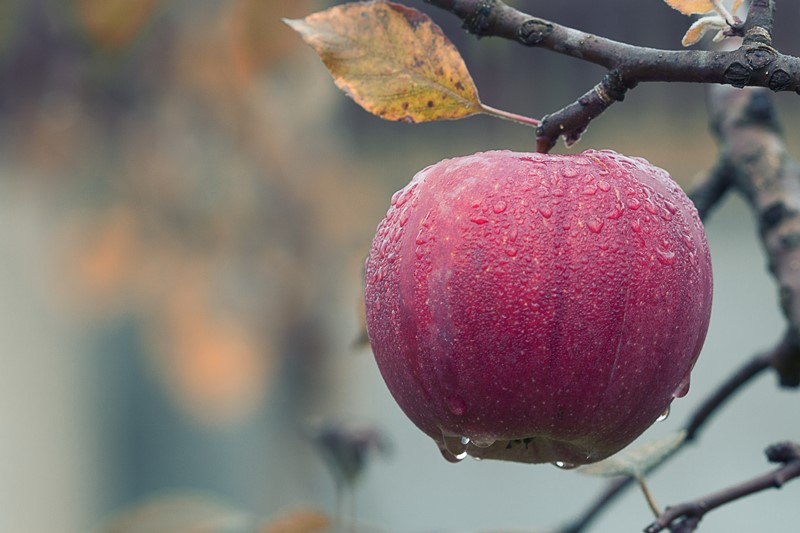 Äpfel