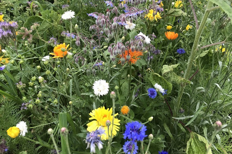 Ein Platz für Bienen im Garten, Foto: Sebastian Starke