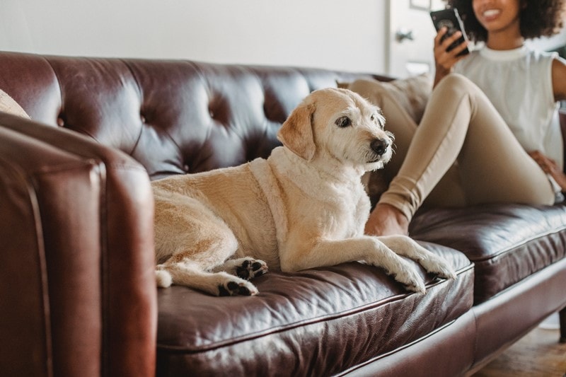 Frau und Hund liegen auf Ledersofa