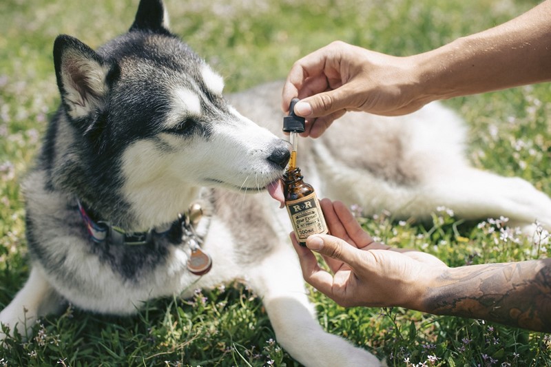 Hund und CBD Tropfen