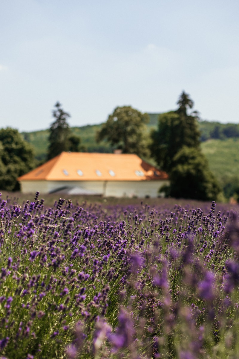 CREEM Kosmetik vom Balaton mit Lavendel 4