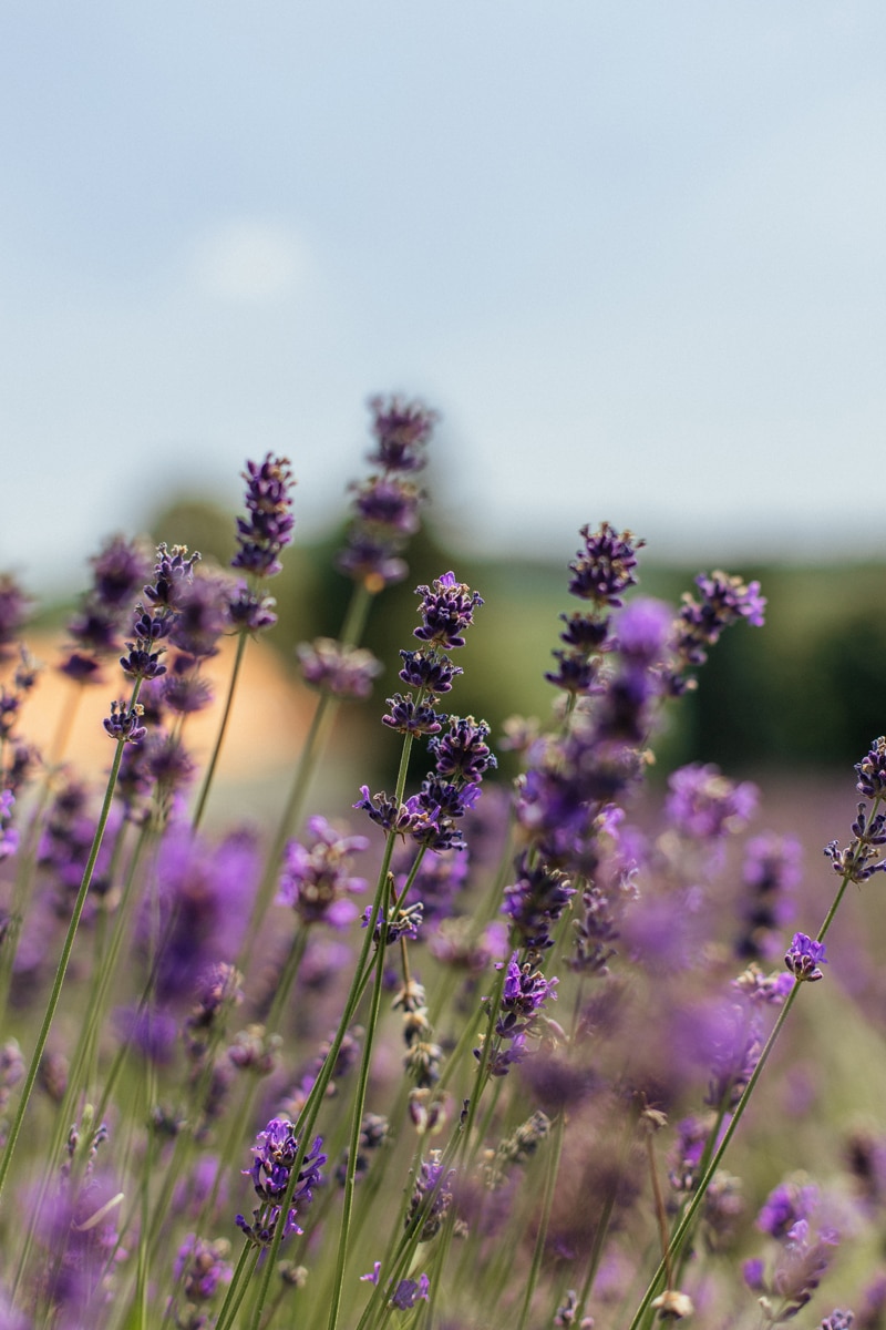 CREEM Kosmetik vom Balaton mit Lavendel 3