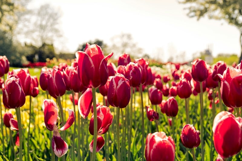 Beet mit roten Tulpen