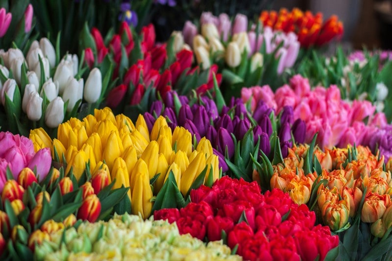 Tulpen in verschiedenen Farben