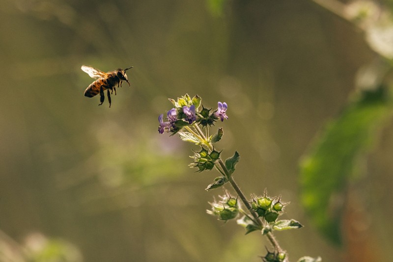 Biene fliegt auf Blume zu