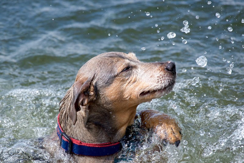Hund im Wasser