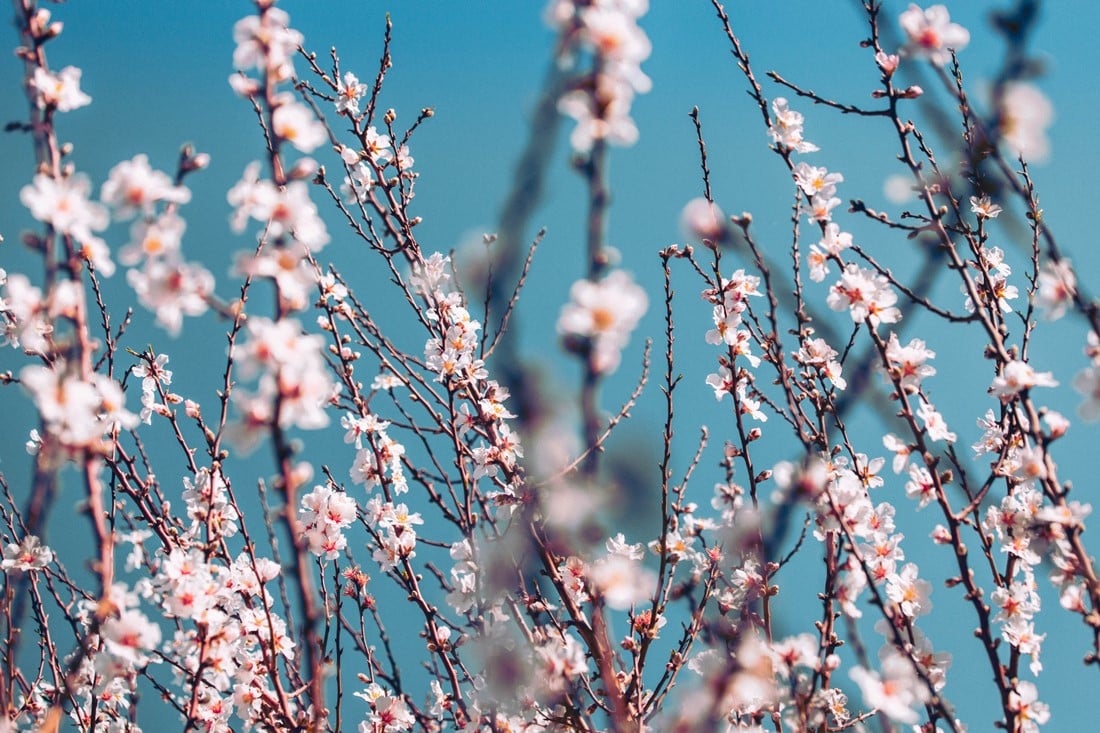 Mandelblüte